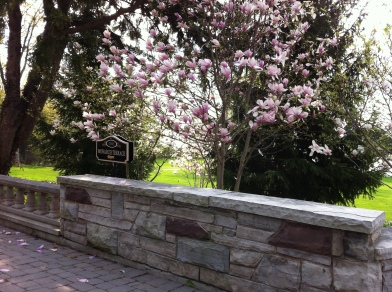 Magnolia Tree over the Monarch Terrace at Paletta Mansion